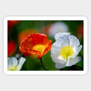 Beautiful poppy flowers close up Sticker